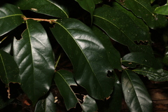 Cryptocarya macdonaldii