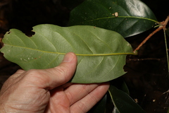 Cryptocarya macdonaldii