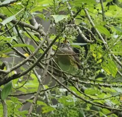 Turdus obscurus