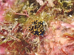 Stiliger aureomarginatus
