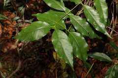 Gynochthodes umbellata