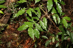 Gynochthodes umbellata