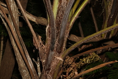 Cyathea cooperi