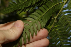 Cyathea cooperi