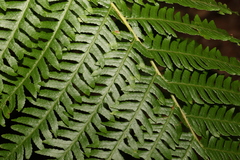 Cyathea cooperi