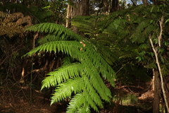 Cyathea cooperi