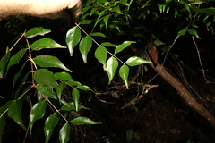 Syzygium luehmannii