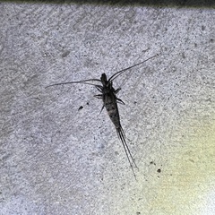 Callibaetis pictus