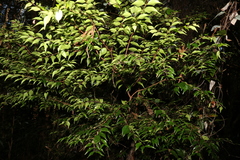 Syzygium luehmannii