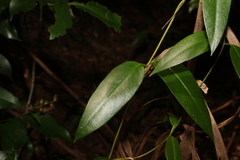 Parsonsia rotata