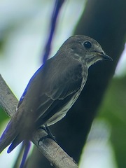 Muscicapa griseisticta