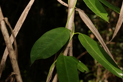 Parsonsia rotata