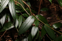Parsonsia rotata