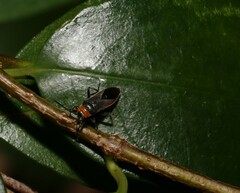 Scopiastes bicolor