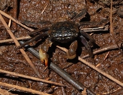 Parasesarma erythodactylum