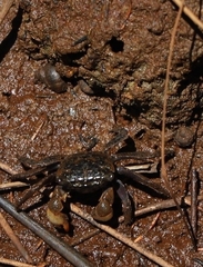 Parasesarma erythodactylum