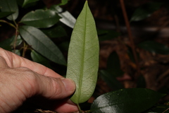 Parsonsia rotata