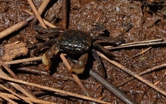 Parasesarma erythodactylum