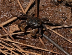 Parasesarma erythodactylum