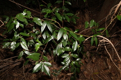 Parsonsia rotata
