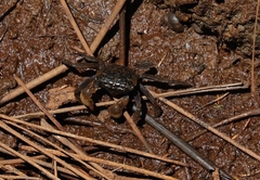 Parasesarma erythodactylum