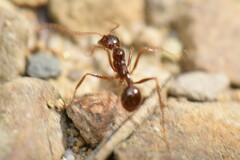 Aphaenogaster longiceps