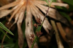 Scleria sphacelata