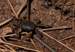 Parasesarma erythodactylum