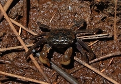 Parasesarma erythodactylum