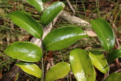Huberantha nitidissima
