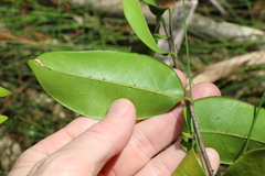 Huberantha nitidissima