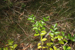 Huberantha nitidissima