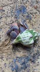 Coenobita brevimanus
