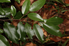 Petalostigma triloculare