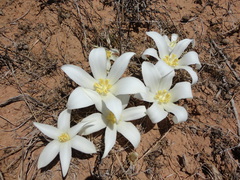 Gethyllis ciliaris