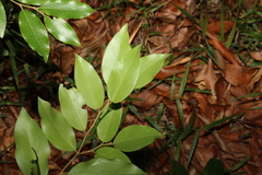 Petalostigma triloculare
