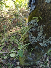 Lepisorus monilisorus