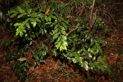 Petalostigma triloculare