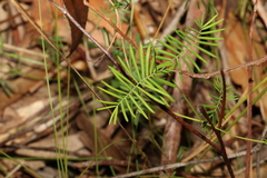 Gompholobium pinnatum