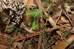 Gompholobium pinnatum