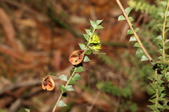 Acacia hubbardiana
