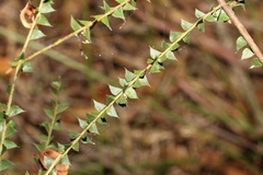 Acacia hubbardiana
