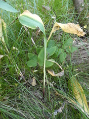 Allium microdictyon