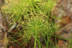 Cyperus prolifer