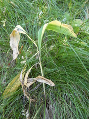 Allium microdictyon