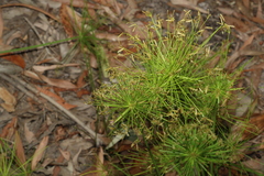 Cyperus prolifer