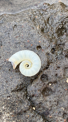 Spirula spirula