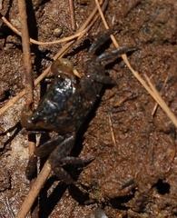 Parasesarma erythodactylum