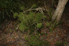 Cyperus prolifer
