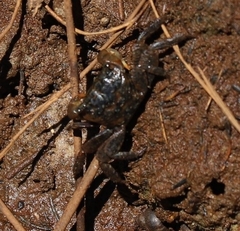 Parasesarma erythodactylum